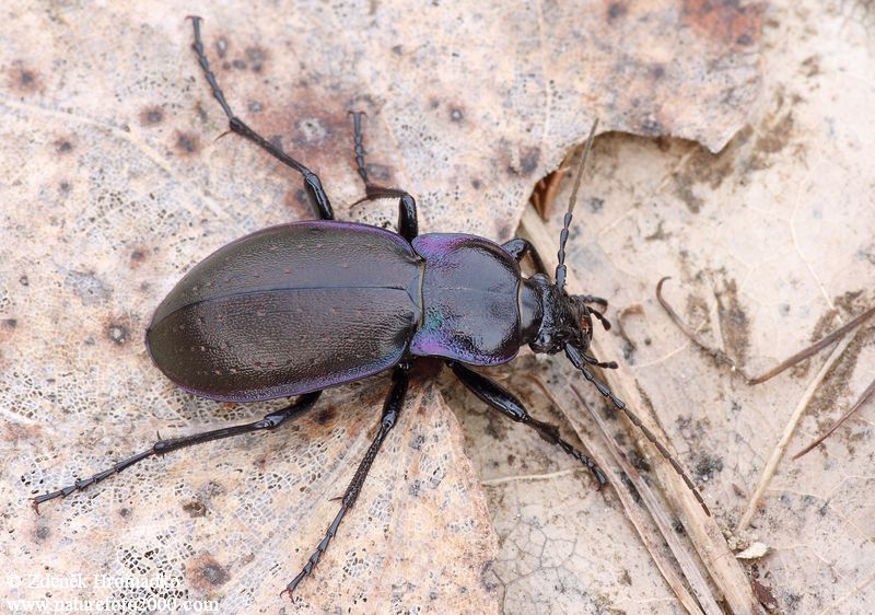 střevlík hajní, Carabus nemoralis, Carabidae, Carabinae (Brouci, Coleoptera)